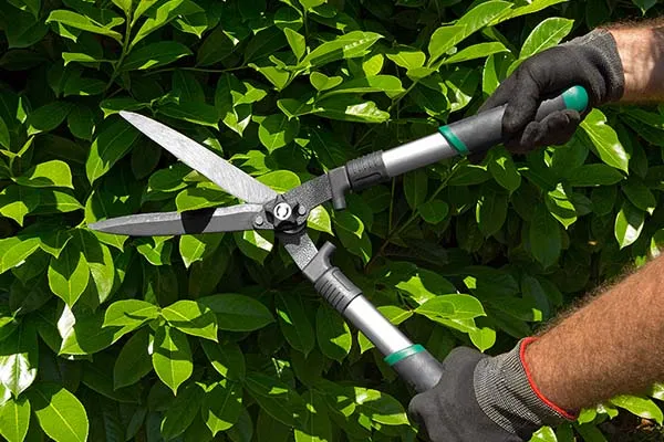 Faire tailler ma haie par un professionnel, Saint-Joseph, ADSR SUD